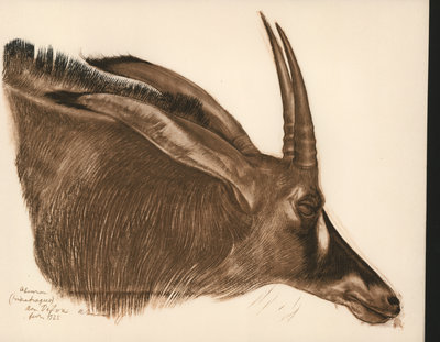 Antilope Hippotrague