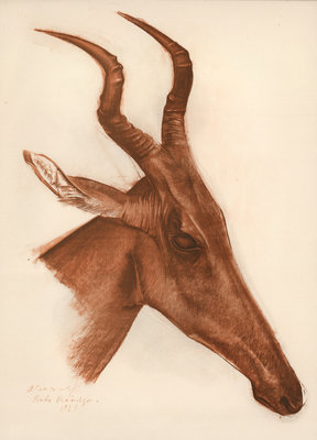 Antilope Jackson